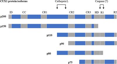 CUX1, A Controversial Player in Tumor Development